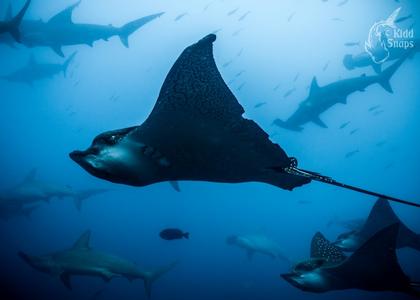 Eagle Rays And Hammerheads