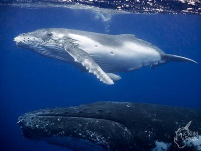  Humpback Calf and mother glide time